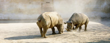 Fighting Rhinoceros In Zoo