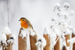 canvas print picture - European Robin perching on a garden fence in winter