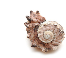 Sea Shell On White Background
