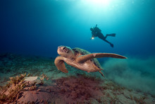 Male Green Turtle And Videographer.