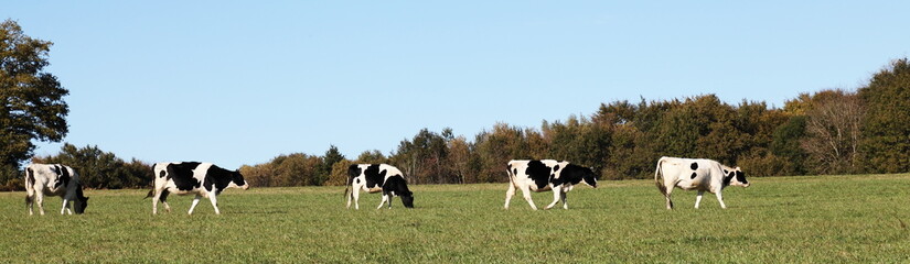 Wall Mural - Black and White Dairy Cows Panorama Banner