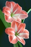 amaryllis flowers