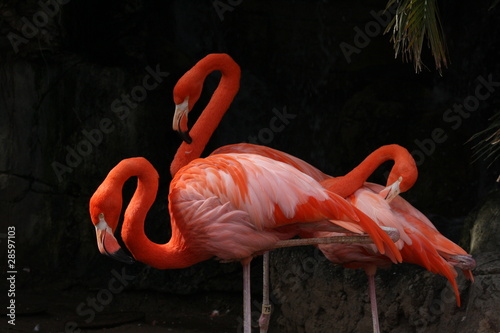 Naklejka - mata magnetyczna na lodówkę Flamingos
