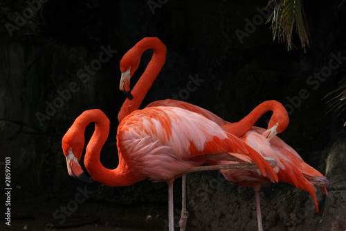 Fototapeta na wymiar Flamingos