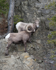 Wall Mural - Bighorn Sheeps