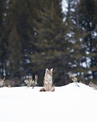 Wall Mural - Coyote during winter