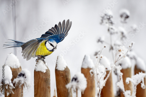 Cuadros en Lienzo Blue Tit landing on a snow-covered garden fence