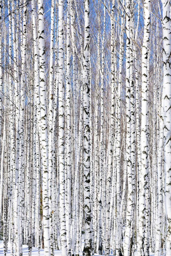 Foto-Schiebegardine ohne Schienensystem - Winter birch forest - winter serenity.