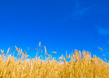Wheat Field Against A Blue Sky