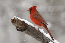 Cardinal In The Snow 2