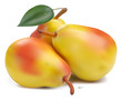 Fresh pears with leaf