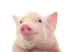 Portrait Of A Pig