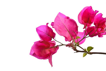 Wall Mural - the Bougainvillaea