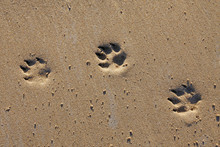 Animal Footprints In Sand
