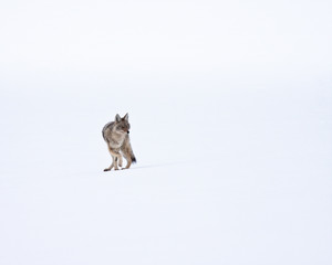 Wall Mural - Coyote during winter