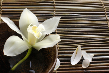 Plakat biała orchidea w misie