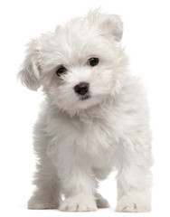 Wall Mural - Maltese puppy, 2 months old, standing