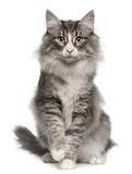 Fototapeta Koty - Norwegian Forest Cat, 5 months old, sitting