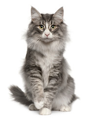Wall Mural - Norwegian Forest Cat, 5 months old, sitting