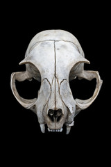 Cat skull