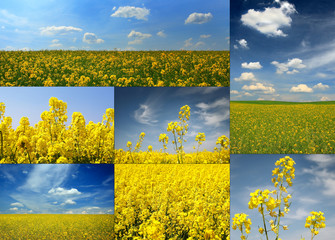 Wall Mural - rape field, collage