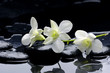 Beauty row of orchid and stone with reflection