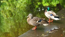 Two Ducks Are Standing Near Pond In  Park