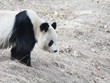 A giant panda seeking and wandering in winter, in beijing zoo