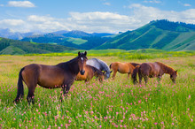 Horses Are Grazed On A Meadow