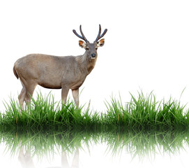 Poster - sambar with green grass isolated