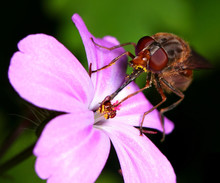 Fly Sipping Nectar From Flower