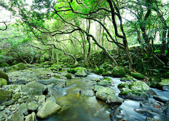 Poster - water spring in forest