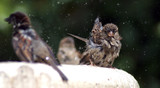 Fototapeta  - sparrow