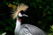 Crown crane