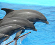 juming dolphins
