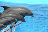 Fototapeta  - juming dolphins