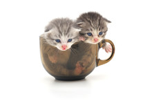 Kittens In Cup
