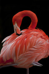 Flamingo Bird