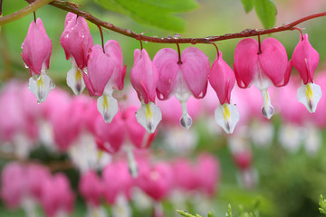 Wall Mural - Bleeding hearts