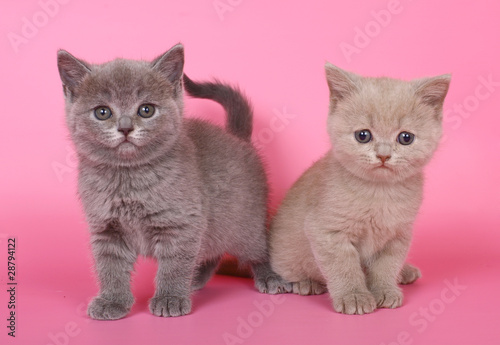 Purple And Blue British Shorthair Kittens Buy This Stock Photo