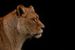 Close up profile of a lion isolated on black