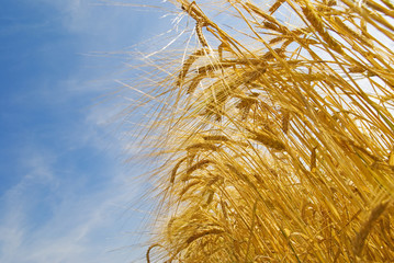 Grain wheat field blue sky background