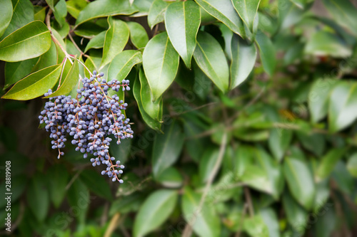Бирючина ягоды фото Privet berries bush фотография Stock Adobe Stock