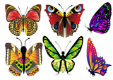 Fototapeta Motyle - illustration set butterfly