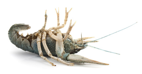 Wall Mural - Blue crayfish lying on his back on a white background