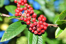 Cotoneaster Salicifolius Berries