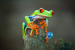 Rotaugenfrosch, Frog, Costa Rica