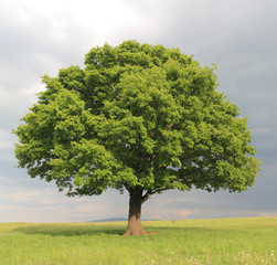 oak tree