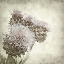 Textured Old Paper Background With Cardoon