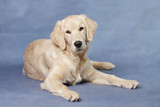 Fototapeta  - Portrait dog - golden retriever